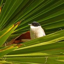 Iberian Magpie - Cyanopica cyana © John Muddeman